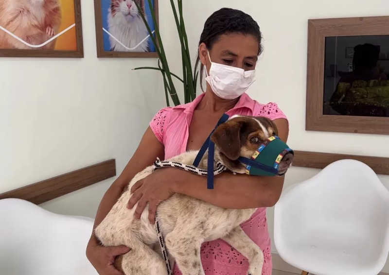 Cachorra foi resgatada pela voluntária Luciana Ferreira e internada em clínica particular — Foto: Adriano Baracho/TV TEM