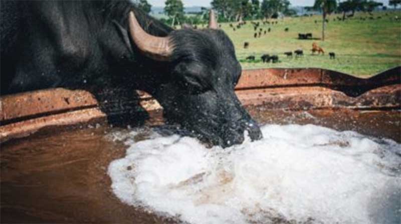 Campanha quer apadrinhar búfalas que sofreram maus-tratos em Brotas, SP