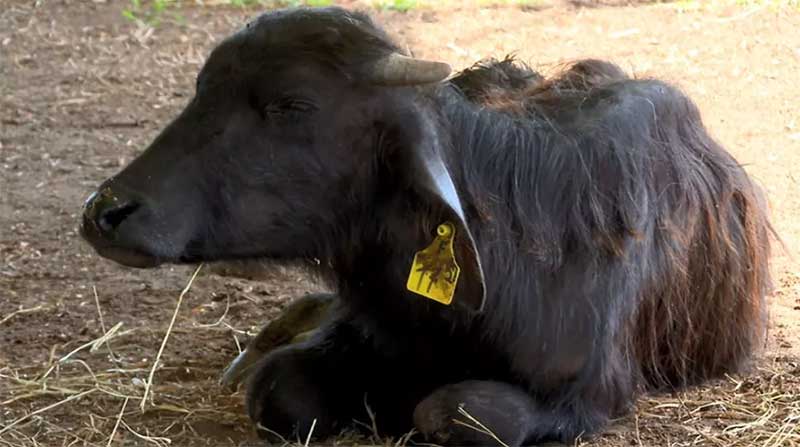 Em 2 meses, mais de 60 bezerros de búfalas maltratadas nascem e ganham microchips em Brotas