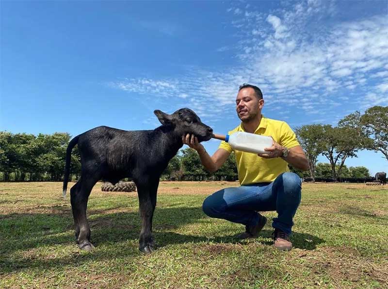 O repórter da EPTV Rafael Castro com um bezerro de búfala em Brotas — Foto: Rodrigo Sargaço/EPTV