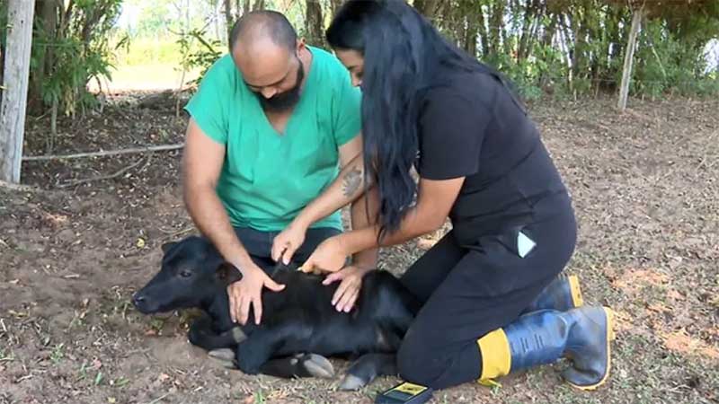 Filhote de búfala é tratado por veterinários em fazenda de Brotas — Foto: Rodrigo Sargaço/EPTV