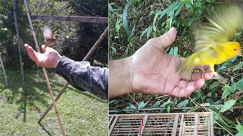 Aves silvestres são resgatadas de cativeiro e infratores são autuados em R$ 10 mil no interior de SP