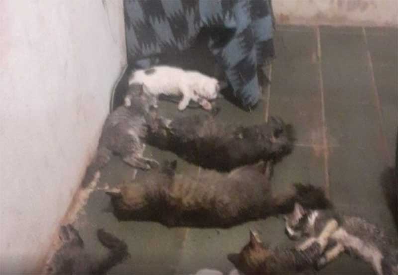 17 gatos são envenenados e mortos em Jundiaí, SP: “acabaram com minha vida”