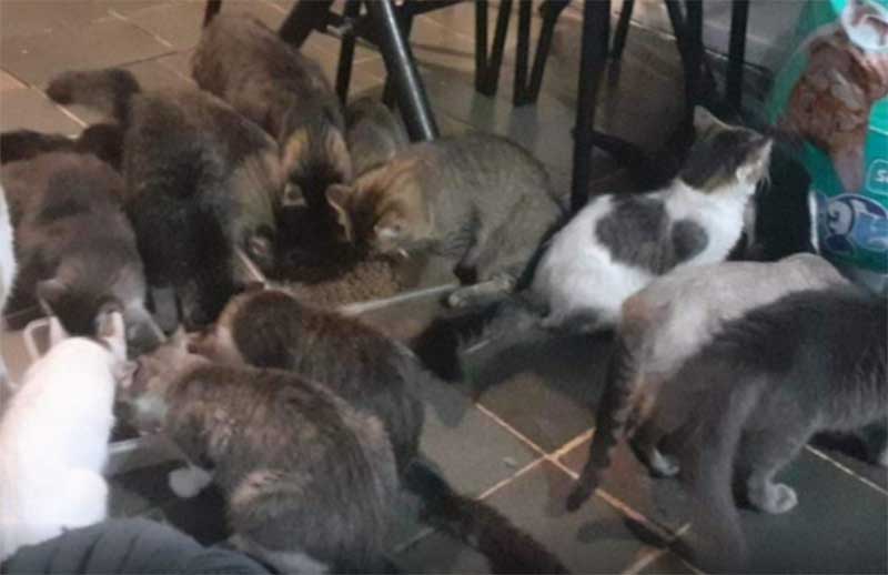 Quatro dos 21 gatos envenenados com chumbinho sobrevivem em Jundiaí, SP