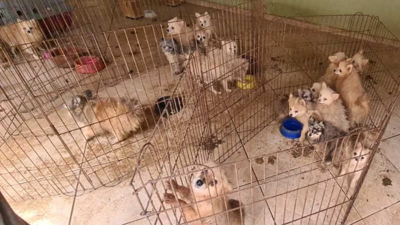 GCM e DIG resgatam 133 cães lulu-da-Pomerânia em canil clandestino de Limeira, SP; casal é preso
