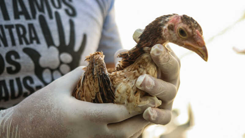 Aves são resgatadas com sinais de maus-tratos em Osasco (SP); tutor recebeu multa de R$ 207 mil