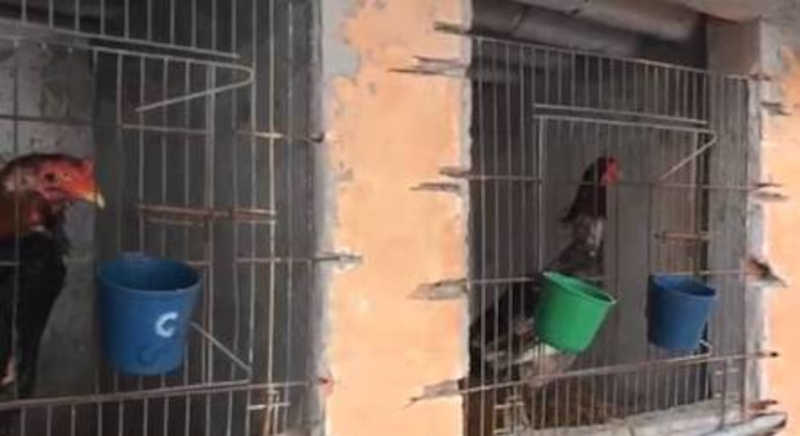 Polícia Ambiental resgata 70 galos que eram utilizados em rinha em SP