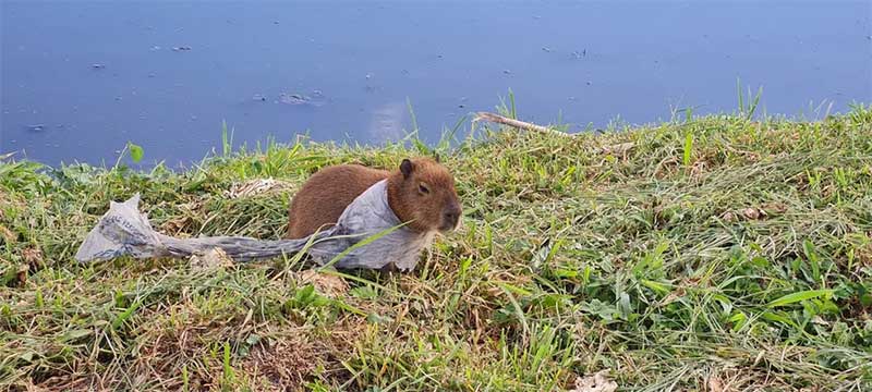 Filhote de capivara se enrosca em sacola plástica na ciclovia do rio Pinheiros, em SP; especialista diz que local não é adequado para animais