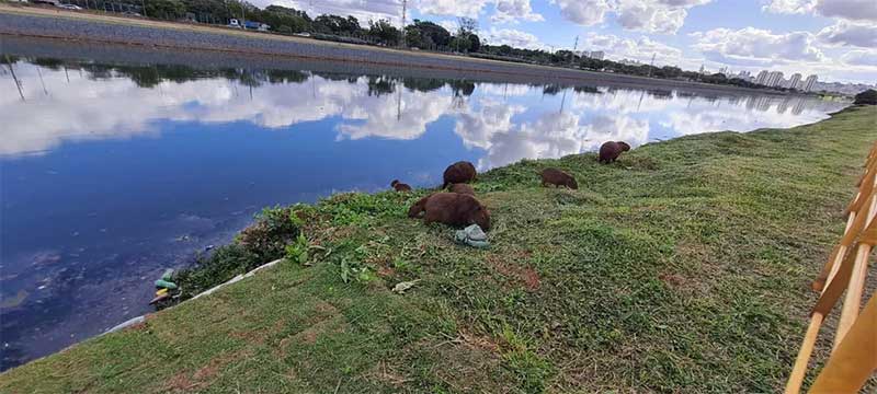 Lixo no Rio Pinheiros: gestão Doria prometeu despoluir local até dezembro deste ano — Foto: Bárbara Muniz Vieira/g1
