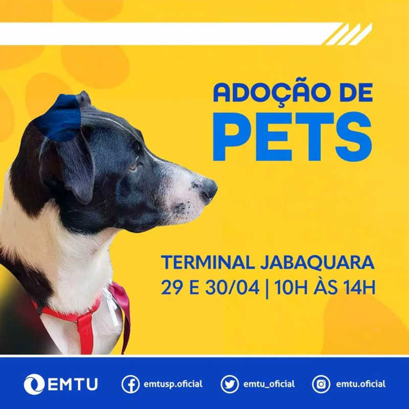 Passageiros da EMTU podem adotar cães no Terminal Metropolitano Jabaquara, em SP