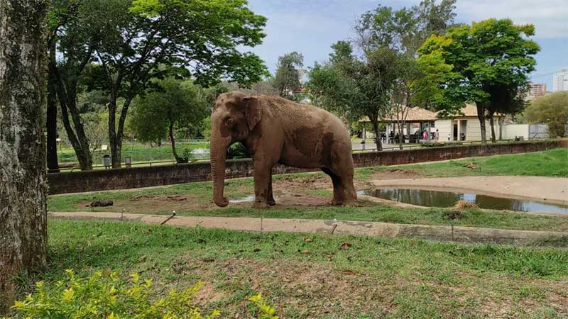 Após MP entrar com ação, Justiça dá 10 dias para que prefeitura se manifeste sobre transferência do elefante Sandro