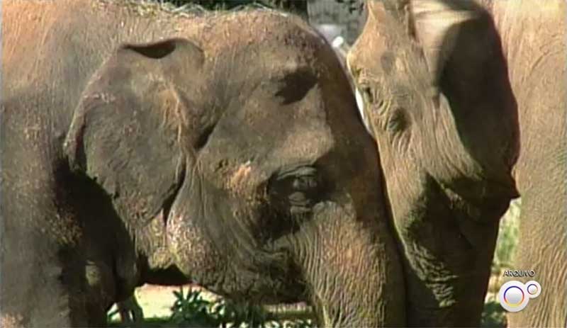 Haisa e Sandro estavam juntos no zoo de Sorocaba (SP) desde 1995 — Foto: Reprodução/TV TEM