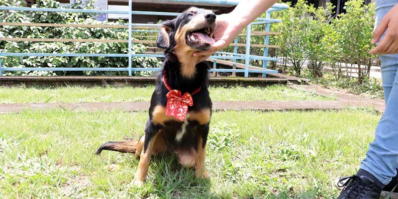 Bem-Estar Animal de Suzano (SP) conta a história de superação de cadela Vitória