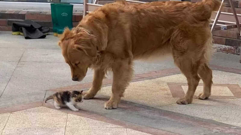 Cachorros levam tutor até uma gatinha abandonada na rua e insistem em levá-la para casa