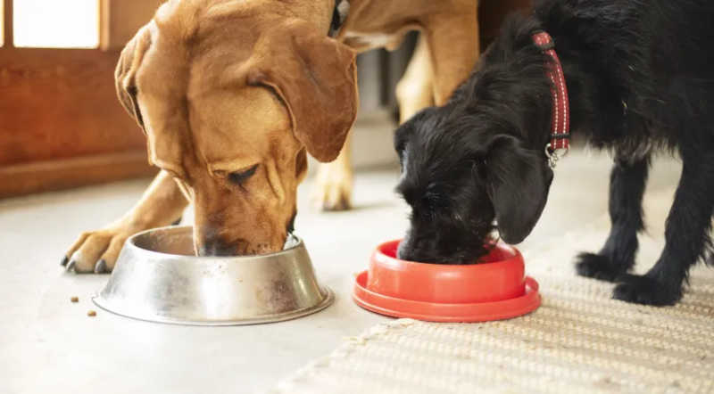 Frequência de limpeza do pote do cachorro também pode afetar sua saúde, diz estudo
