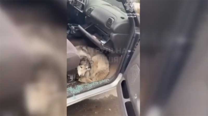 Cadela encontrada com vida dentro de um carro cravado de balas no meio dos escombros em Bucha, na Ucrânia