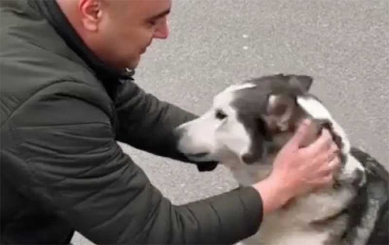 Cadela que se perdeu do tutor em meio a bombardeio na Ucrânia, chora ao reencontrá-lo; vídeo