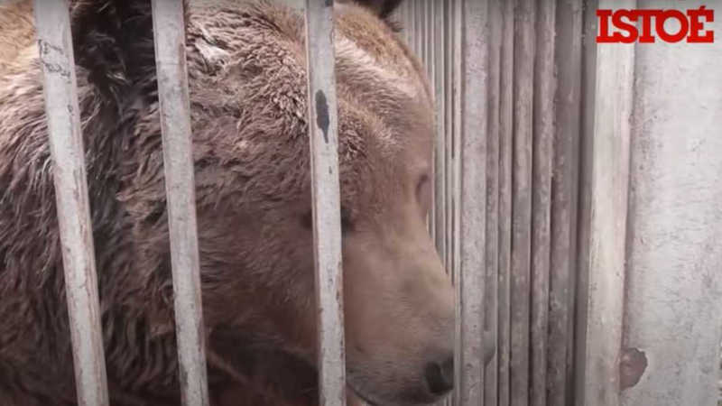 Animais de zoológico particular são mortos pelo fogo cruzado em Mariupol; VÍDEO