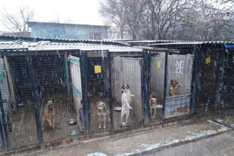 ONG de defesa animal denuncia morte de 355 cães em abrigos na Ucrânia