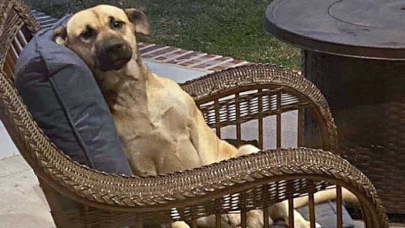 Cachorro senta na cadeira de quintal aleatório, se recusa a sair e acaba sendo adotado