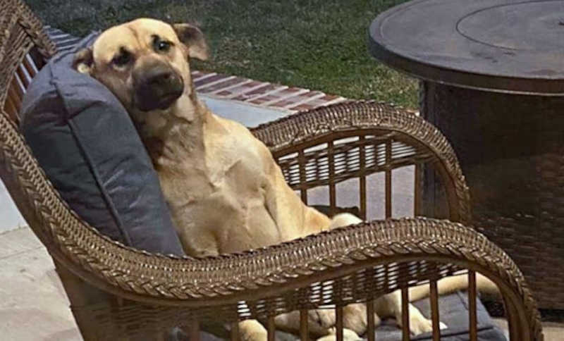Cachorro senta na cadeira de quintal aleatório, se recusa a sair e acaba sendo adotado