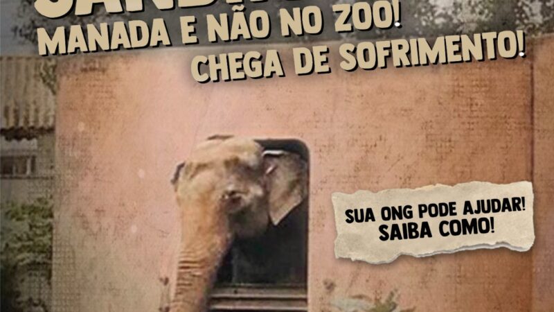 Sandro fica preso neste acanhado recinto de contenção do zoológico de Sorocaba das 16h30 até às 9h do dia seguinte.