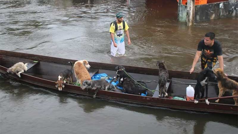 Mobilização resgata cães ilhados em áreas alagadas por cheia que dura 2 meses no sul do Amapá