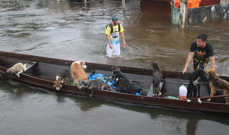 Mobilização resgata cães ilhados em áreas alagadas por cheia que dura 2 meses no sul do Amapá