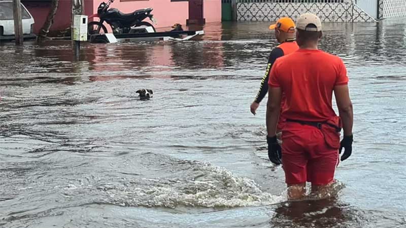 Bombeiros realizando salvamento de cão em Laranjal do Jari — Foto: Prefeitura de Laranjal do Jari/Divulgação
