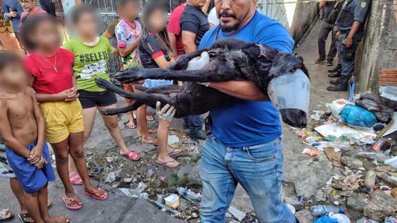 Cachorro e homens morrem após serem baleados durante ataque criminoso em beco de Manaus, AM