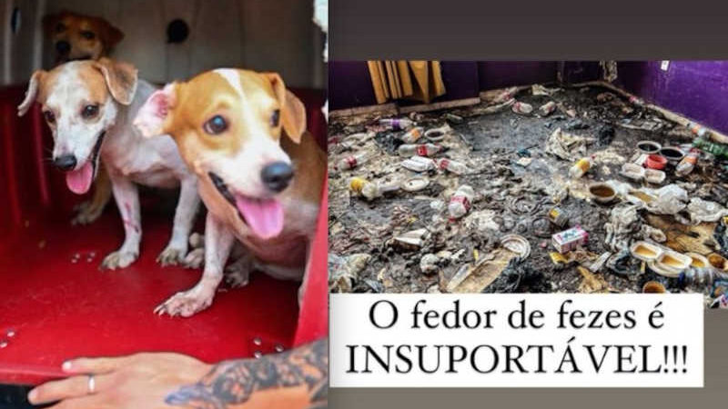 Mais 14 cachorros são resgatados de casa abandonada no Centro de Manaus, AM