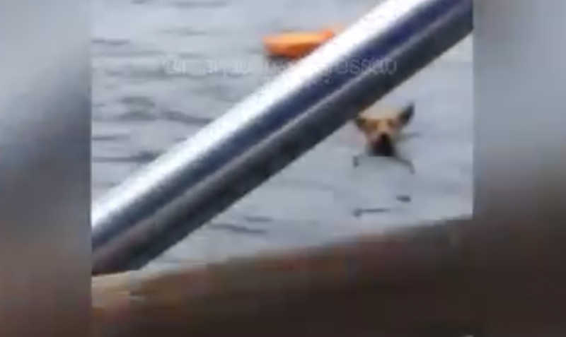 Crueldade: cadela é jogada no meio do Rio Negro, em Manaus, para morrer afogada; veja vídeo
