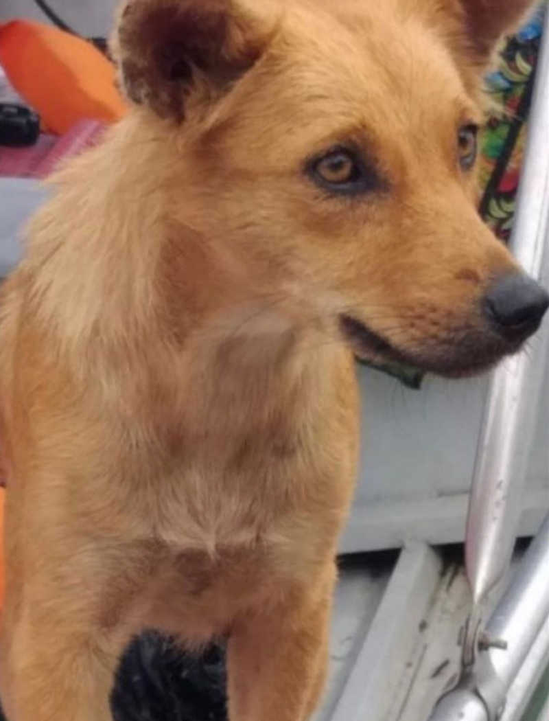 Crueldade: cadela é jogada no meio do Rio Negro, em Manaus, para morrer afogada; veja vídeo