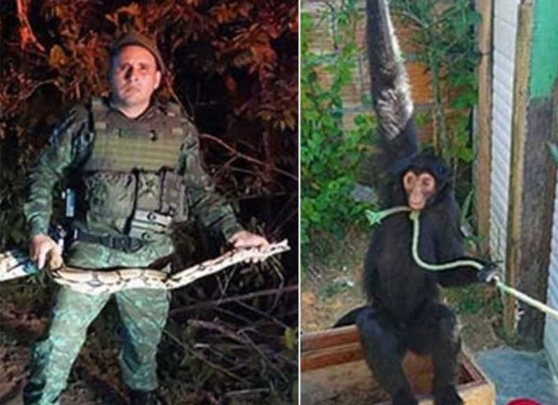 Macaco com corda no pescoço e cobra mantida em cativeiro são resgatados em Manaus, AM