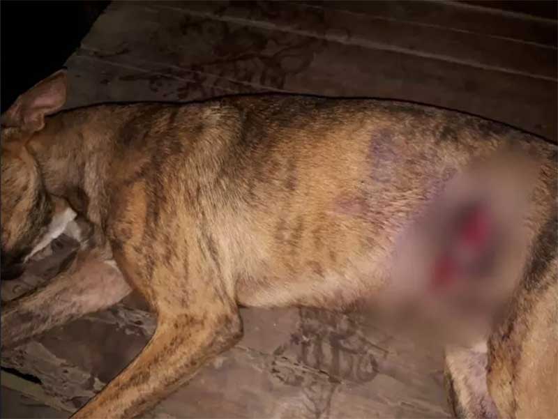 Polícia indiciou 16 pessoas e abriu 24 inquéritos por maus-tratos a animais em 4 meses, no Amapá