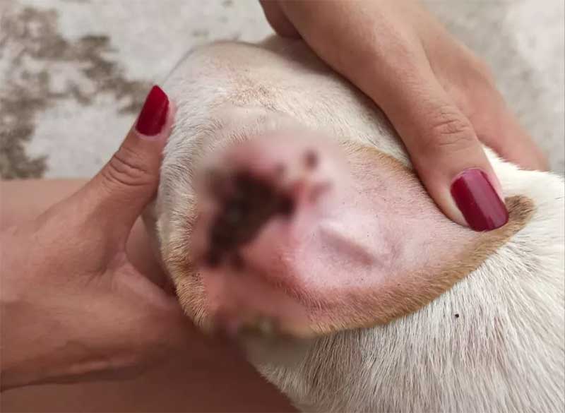 Orelha de cachorro infestada por carrapatos — Foto: Polícia Civil/Divulgação