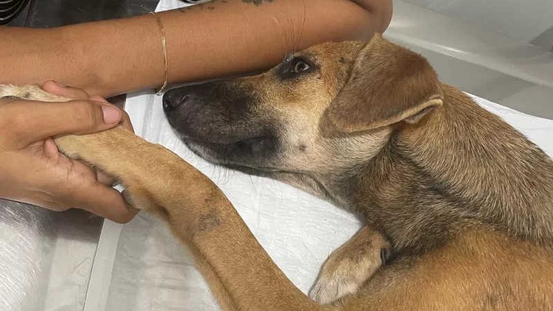 Motorista em ambulância atropela cadela e foge; lei no Amapá prevê multa de R$ 1 mil; VÍDEO