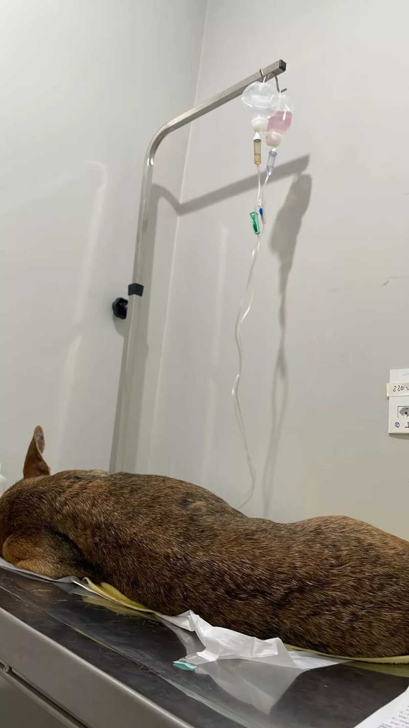 Animal recebeu os primeiros socorros e vai ser internada ainda nesta terça-feira (10) — Foto: Jéssica Ferreira/Arquivo Pessoal