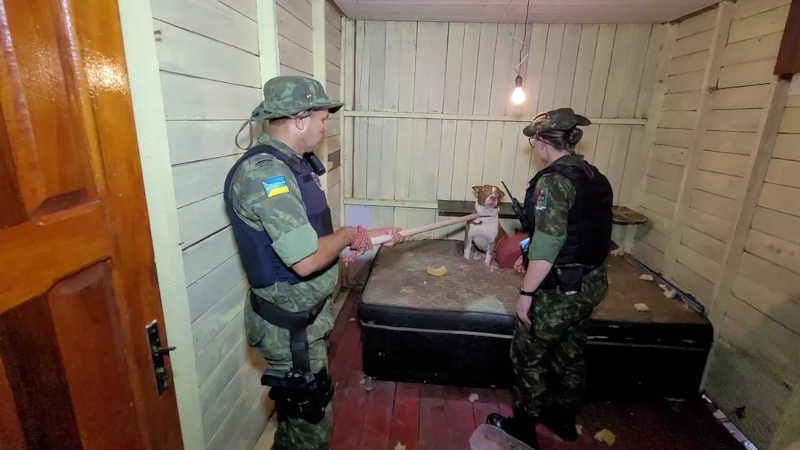 Pit bulls usados como cães de guarda em bocas de fumo são resgatados em Macapá, AP