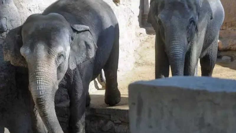Santuário cria campanha para garantir alimentação de elefantas que serão transferidas para MT