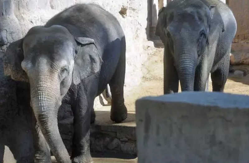 Santuário cria campanha para garantir alimentação de elefantas que serão transferidas para MT