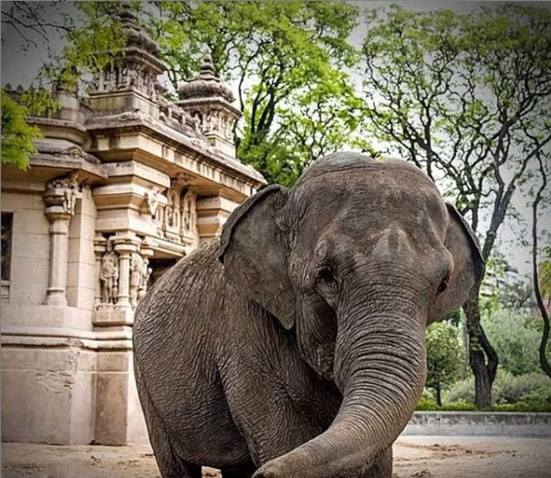 Mara vive no Santuário dos Elefantes desde maio de 2020 — Foto: Santuário dos Elefantes do Brasil