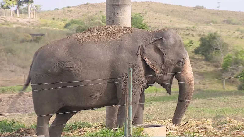 Elefanta Rana chegou ao Santuário de Elefantes Brasil (SEB), em Chapada dos Guimarães — Foto: TV Centro América/Divulgação