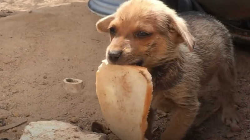 Cachorro abandonado compartilha sua fatia de pão com os socorristas
