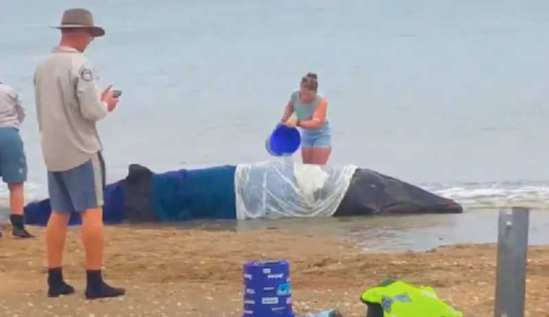 Em vídeo emocionante, banhistas se unem e salvam baleia que encalhou na praia da Austrália