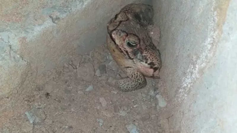 Sapo é encontrado com a boca colada no distrito de Parateca em Malhada