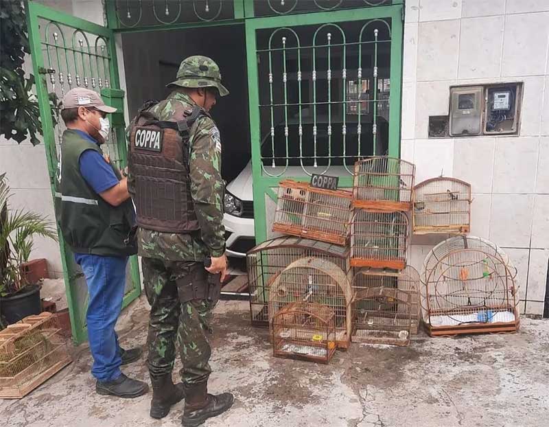 Operação policial resgata 73 animais silvestres que seriam vendidos em Salvador (BA) e região metropolitana