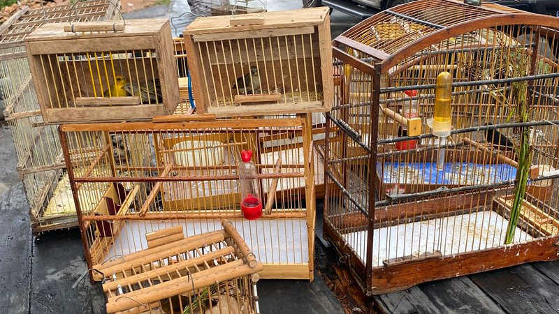 Onze pessoas são detidas e 104 aves são resgatadas no Largo do Tanque, em Salvador, BA
