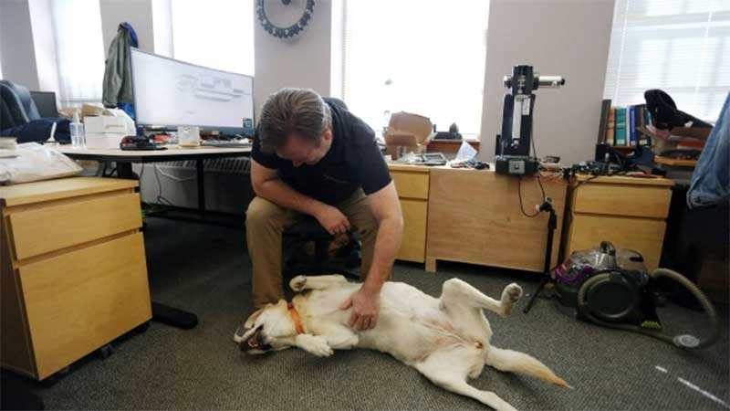 Canadá permite a funcionários levar seus cães ao trabalho