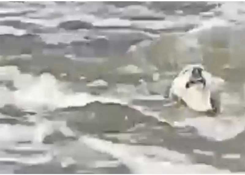 Homem pula em rio com correnteza para salvar cachorro se afogando; VÍDEO